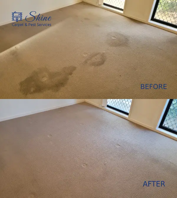 Project- carpet cleaning 2 landscape-2