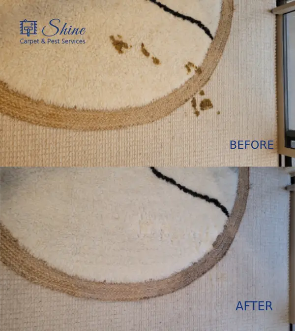 Project- carpet cleaning 2 landscape-4