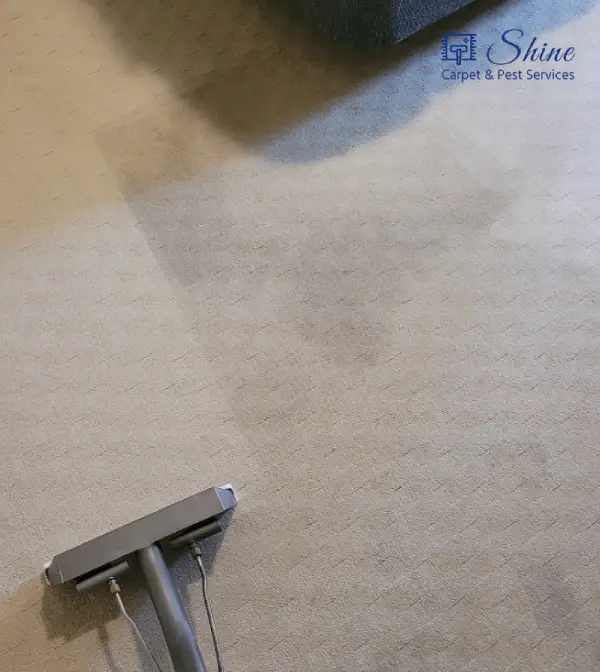 Project- carpet cleaning 2 landscape-5